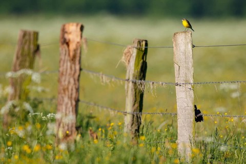 Western Yellow Wagtail (Motacilla flava) male perched on a pale, North Rhine-Westphalia, Germany