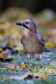 Eurasian Jay (Garrulus glandarius) perched on the ground, Bavaria, Germany