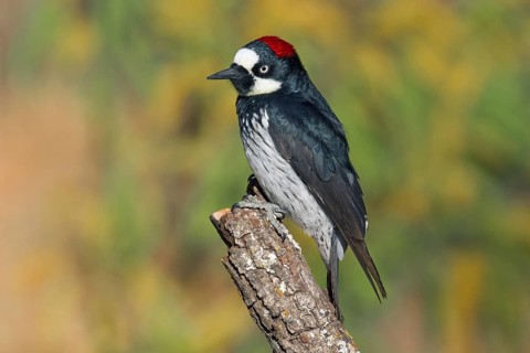 Acorn Woodpecker Melanerpes formicivorus Chiricahua Mountains, Arizona, United States April Adult