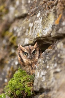 Tropical Screech Owl (Megascops choliba) captive, peering out of a crevice in the rock, Germany