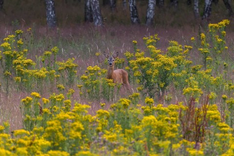 The roebuck (Capreolus capreolus) appears daily in the late afternoon or early evening on the