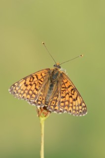 Plantain Fritillary (Melitaea cinxia), Provence, Southern France