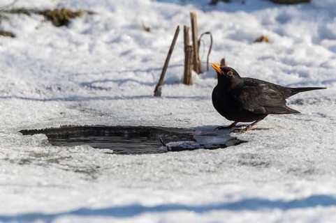 Common Blackbird (Turdus merula) male at an ice hole, Mecklenburg-Western Pomerania, Germany