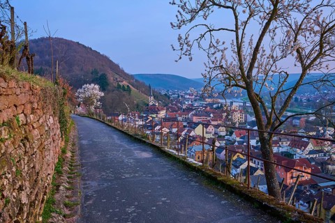 A path with blooming almond trees offers a quiet view of the city at dusk, Klingenberg am Main,