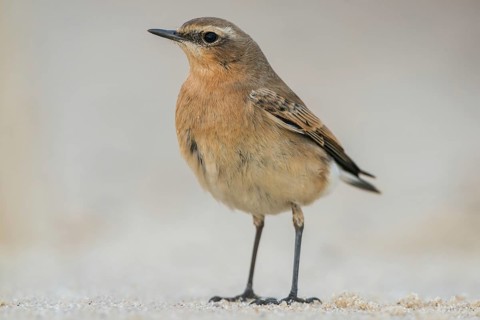 Northern Wheatear (Oenanthe oenanthe), Schleswig-Holstein, Germany