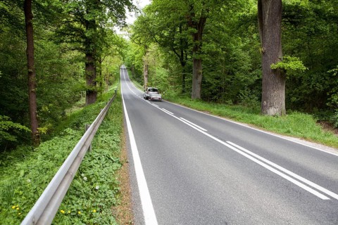 Road through the Primeval forest Urwald Sababurg, Hofgeismar, Weser Uplands, Weserbergland, Hesse,