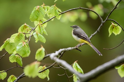 Mountain tail sitting on beech branch, (Motacilla cinera), animals, birds, stilts, passerine birds,