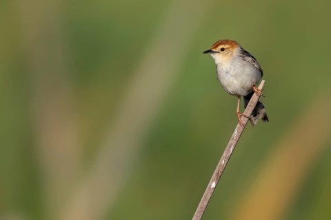 Vley's Cisticola, (Cisticola tinniens), biotope, habitat, perch, False Bay Nature Reserve Stran,