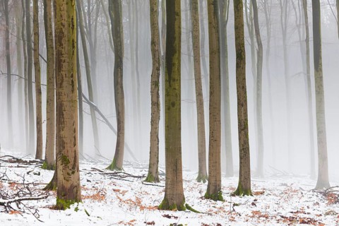 Beech woodland (Fagus sylvatica), stems of trees in winter, covered in snow and enveloped in fog