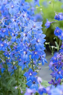 Delphinium (Delphinium 'Piccolo'),  Germany