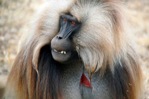 Africa, Ethiopia, Jelada, monkey, baboon, Theropithecus gelada, blood-breasted baboon, Ethiopia