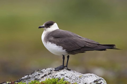Parasitic Jaeger (Stercorarius parasiticus), Varanger, Norway