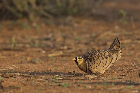 Black-faced Sandgrouse (Pterocles decoratus) male, Samburu, Kenya