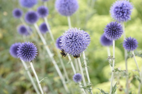 Spherical thistle (Echinops ritro 'Veitch's Blue'), Osnabrück University of Applied Sciences,