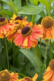 Sunflower (Helenium 'Luc'), RHS Garden Bridgewater, Great Britain