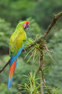 Great-Green Macaw (Ara ambigua) perched on a branch in Costa Rica