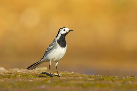 White Wagtail (Motacilla alba), North Rhine-Westphalia, Germany