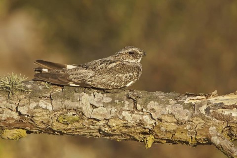 Anthony's Nightjar (Nyctidromus anthonyi), Ecuador