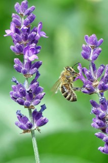 European honey bee (Apis mellifera), collecting nectar from a flower of lavender (Lavandula