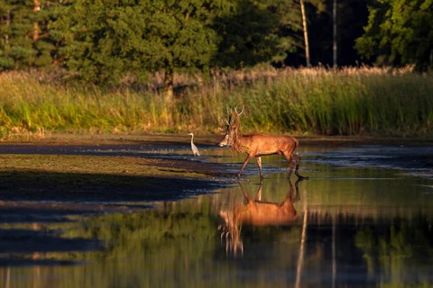 The sun is already casting long shadows as a red deer (Cervus elaphus) with reeds in its antlers