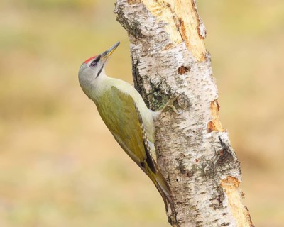 Grey-headed woodpecker (Picus canus), or lesser spotted woodpecker, male at a rotten birch,