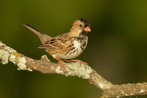 Harris's Sparrow (Zonotrichia querula) perched on lichen branch, Texas, USA