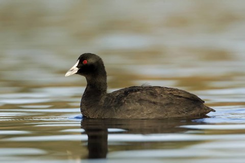Eurasian Coot (Fulica atra), Victoria, Australia