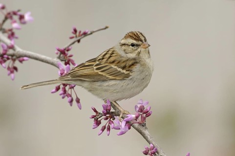 Chipping Sparrow (Spizella passerina), Texas, USA