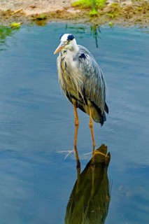Grey heron (Ardea cinerea), also known as great grey heron, standing in a pond, occurring in
