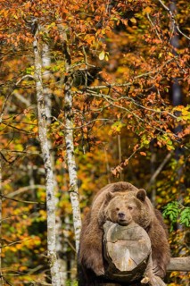 A female eurasian brown bear (Ursus arctos arctos) rests on a log lying at a forest edge in late