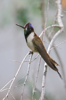 Bearded Mountaineer (Oreonympha nobilis) perched on a branch in Peru