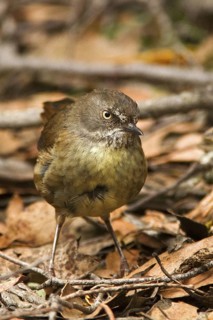 Tasmanian Scrubwren (Sericornis humilis), Tasmania, Australia