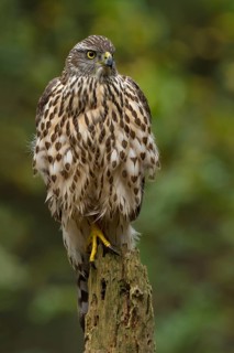 Northern Goshawk (Accipiter gentilis) juvenile, Utrecht, Netherlands