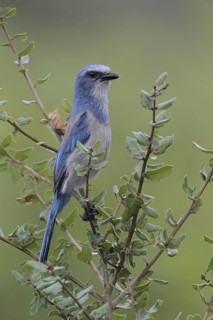 Florida Scrub Jay (Aphelocoma coerulescens), Florida, USA