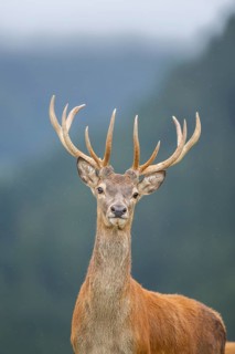 Red deer (Cervus elaphus) stag, portrait, tirol, Kitzbühel, Wildpark Aurach, Austria