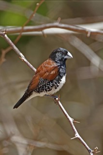 Bronze Mannikin, Lonchura cucullata, Kenya, Mombasa Coast