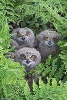 Eurasian Eagle-Owl (Bubo bubo) juvenile, Lower Saxony, Germany