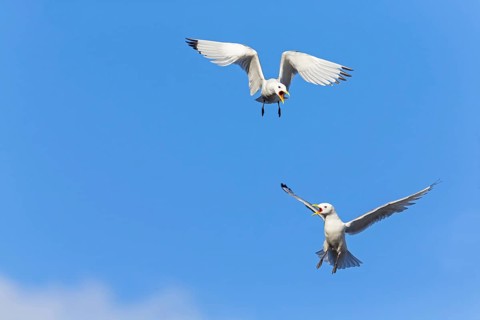 Kittiwake, (Rissa tridactyla), animals, birds, family of gulls, dispute between two gulls,