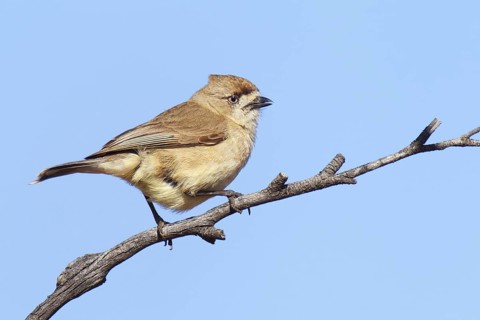 Southern Whiteface (Aphelocephala leucopsis), Victoria, Australia