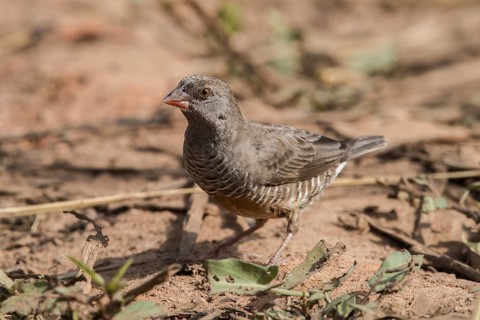 Quailfinch (Ortygospiza atricollis), Gambia
