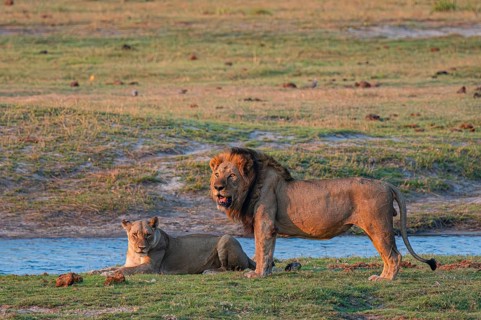 Maned lion and lioness, lion (Panthera leo), Ihaha, Chobe National Park, Botswana