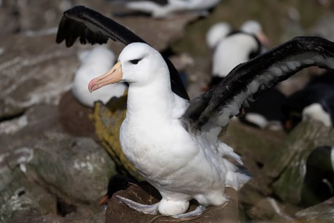 Black-browed albatross (Thalassarche melanophris), adult bird with spread wings on nest with egg,