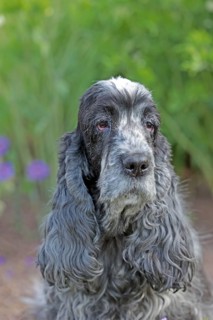 Cocker Spaniel, Family dog, Various colours
