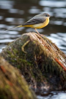 Grey Wagtail (Motacilla cinerea), over stone in waterfall, Arnoia river, Galicia, Spain