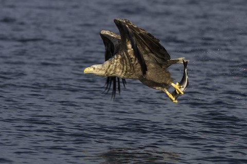 White-tailed Eagle (Haliaeetus albicilla) flying, Flatanger, Norway