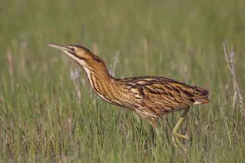 Eurasian Bittern (Botaurus stellaris) foraging, Austria