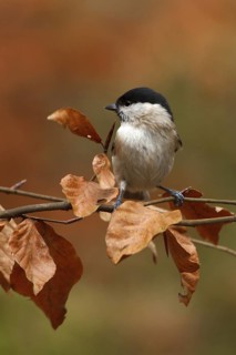 Marsh Tit (Poecile palustris), Utrecht, Netherlands