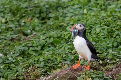 Atlantic Puffin (Fratercula arctica) with sandeels in beak, Iceland