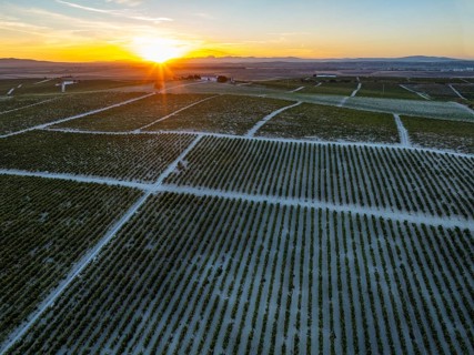 The La Canariera vineyard of the Bodega González Byass near the town of Jerez de la Frontera. At