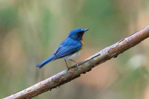 Tickell's Blue Flycatcher (Cyornis tickelliae) male perched on a branch, Cat Tien National Park,